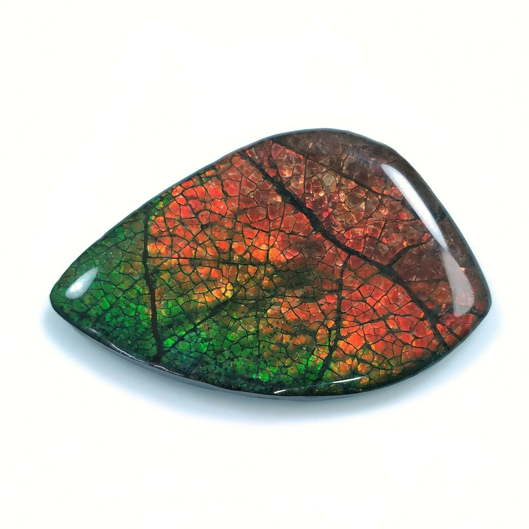 AMMOLITE Gemstone Cabochon : 89.70cts Natural Fossilized Shell Bi-Color Ammolite Uneven Shape 54*35mm (With Video)