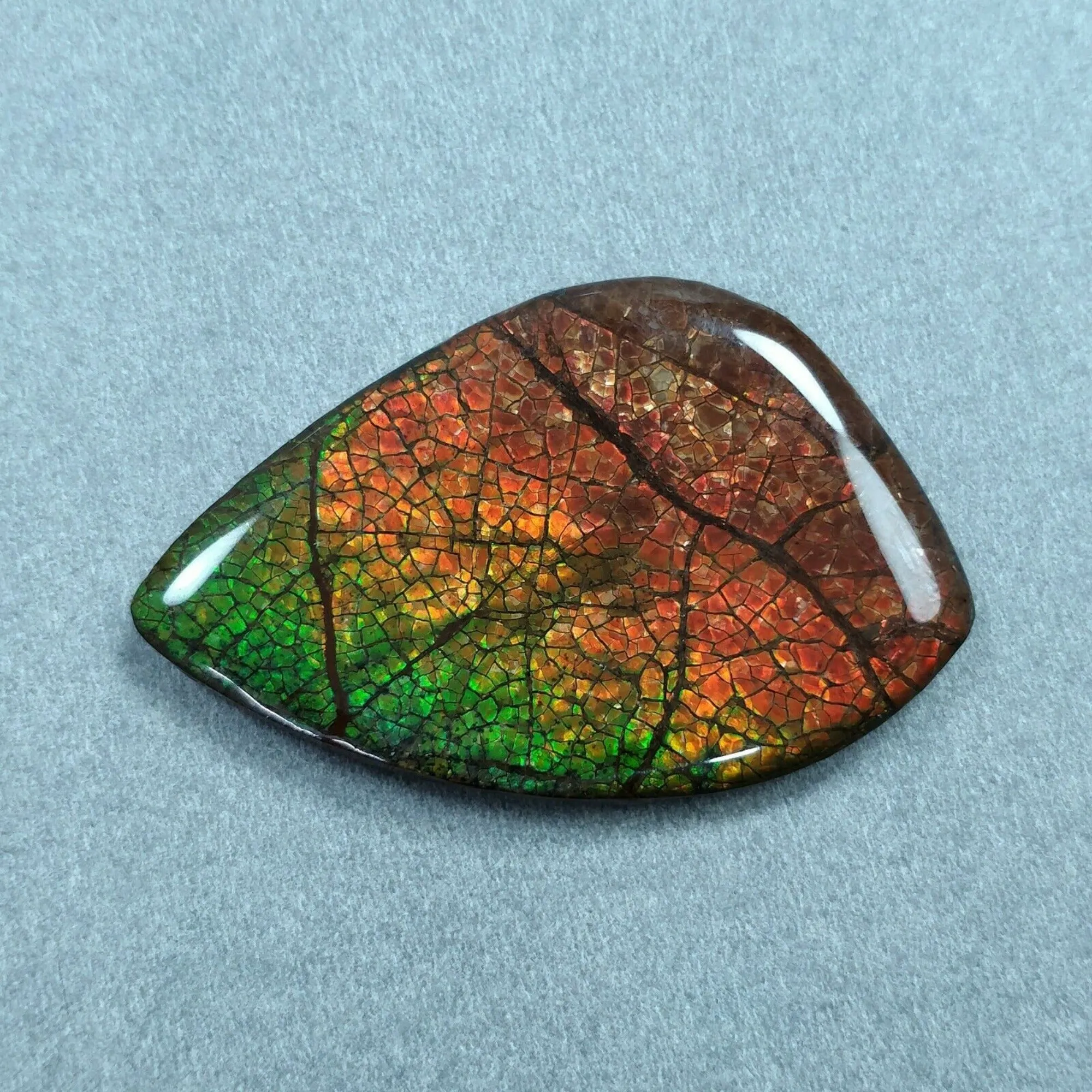 AMMOLITE Gemstone Cabochon : 89.70cts Natural Fossilized Shell Bi-Color Ammolite Uneven Shape 54*35mm (With Video)